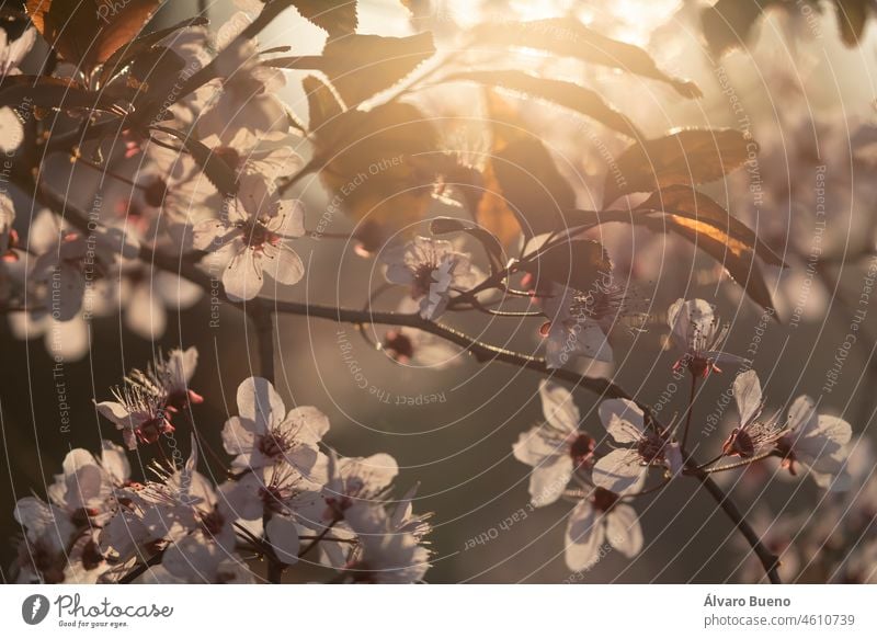 Blüten der Art Prunus cerasifera oder Kirschpflaume, die im Frühjahr im Parque del Buen Retiro in Madrid, Spanien, im Gegenlicht von den Zweigen des Baumes hängen