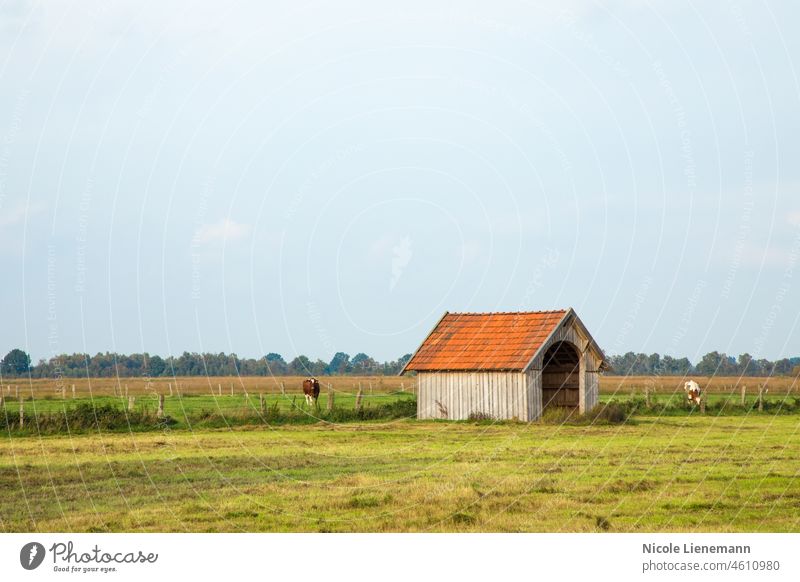 Landschaft mit Hütte Himmel Sumpf blau Gras Natur Moore grün schön Maure Wolken Sumpfgebiet Feuchtgebiet malerisch Schönheit Ansicht Bruchbude Wasser natürlich