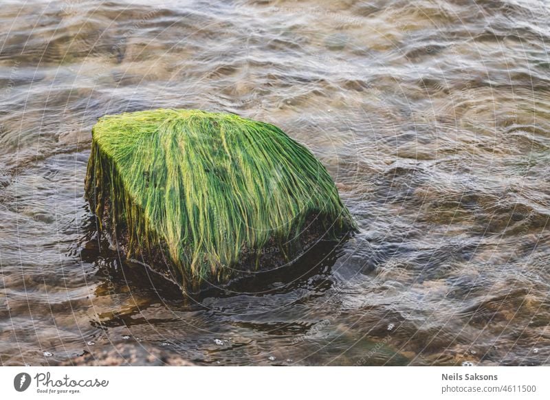 Wellen plätschern um moosbewachsene Felsbrocken in der Ostsee abstrakt Hintergrund Strand schön Schönheit blau Bach Sauberkeit Küste Detailaufnahme Europa