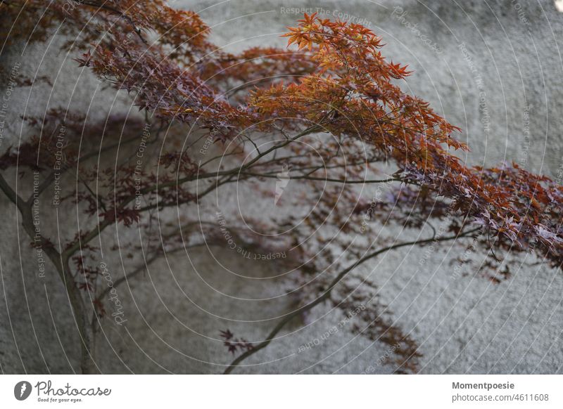 Ahorn Herbstfarben Zierpflanze Laub Botanik Sträucher Laubbaum Fächerahorn ruhig Idylle asiatisch Ahornzweig Japanischer Ahorn November Stimmung Park fallen