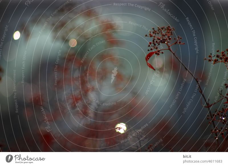 Punkt, Punkt, Komma, Strich - Punkt, Blüte, Funkeln, Licht - fertig ist das Glitzer - Herbstgesicht. Blume Pflanze Natur Vergänglichkeit trocken vertrocknet