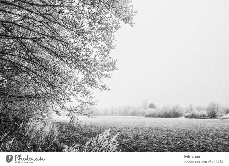 reifeprüfung Äste und Zweige Schwarzweißfoto Schneefall ruhig Natur Umwelt Wiese Feld Wald Winter Landschaft Frost Bäume Winterlandschaft kalt Kälte frieren