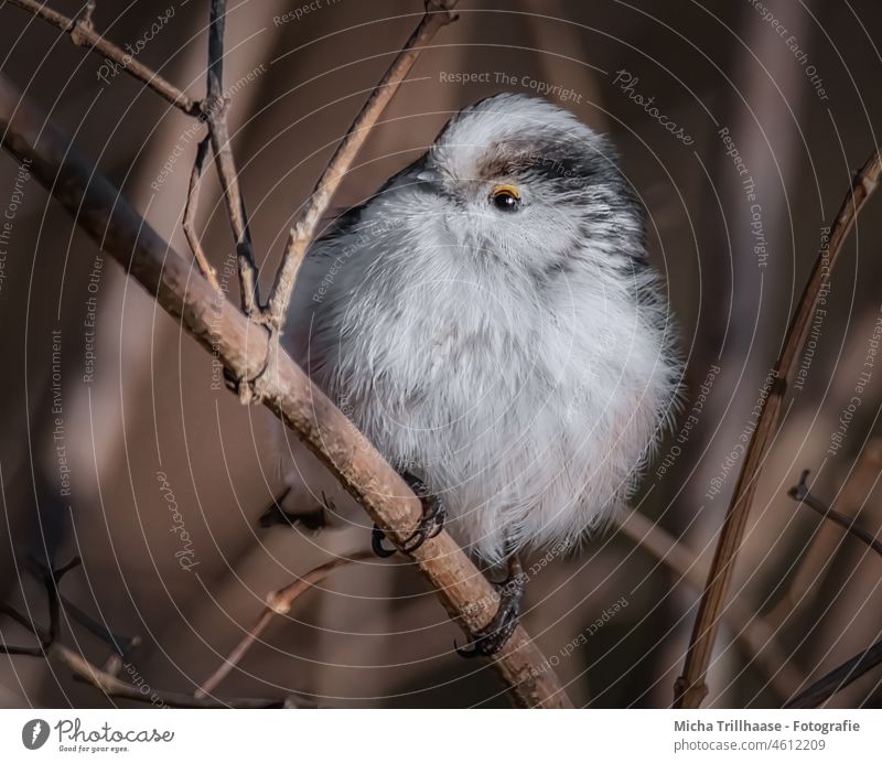 Aufgeplusterte Schwanzmeise Aegithalos caudatus Meisen Vogel Tiergesicht Flügel Krallen Kopf Auge Schnabel Feder Wildtier Zweige u. Äste Baum Sträucher