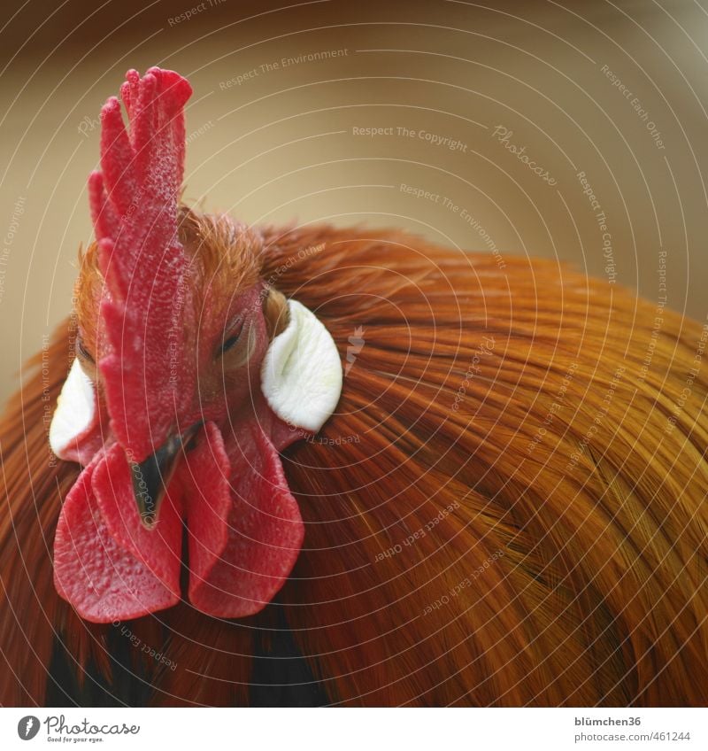 schläfrig Tier Nutztier Hahn Vogel Tiergesicht Kopf Federvieh beobachten Blick schlafen sitzen ästhetisch elegant Glück schön einzigartig natürlich braun rot