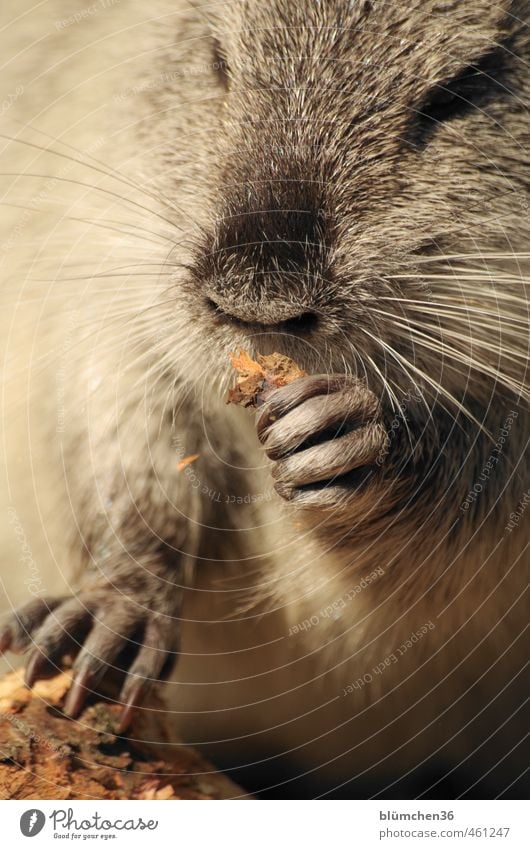 Tier | Knabberspaß Wildtier Tiergesicht Fell Krallen Pfote Biberratte Säugetier Nagetiere 1 beobachten Bewegung Fressen füttern Blick außergewöhnlich frech