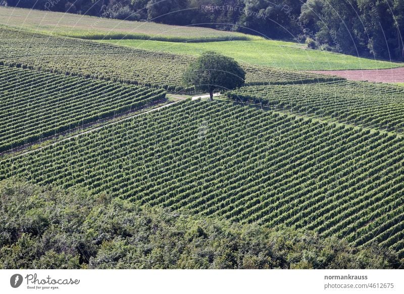 Weinberge in der Südpfalz reben weinberge südpfalz überflug vogelperspektive grün abgrenzung parzellen baum weinanbau feldweg weinanbaugebiet felder feldbau