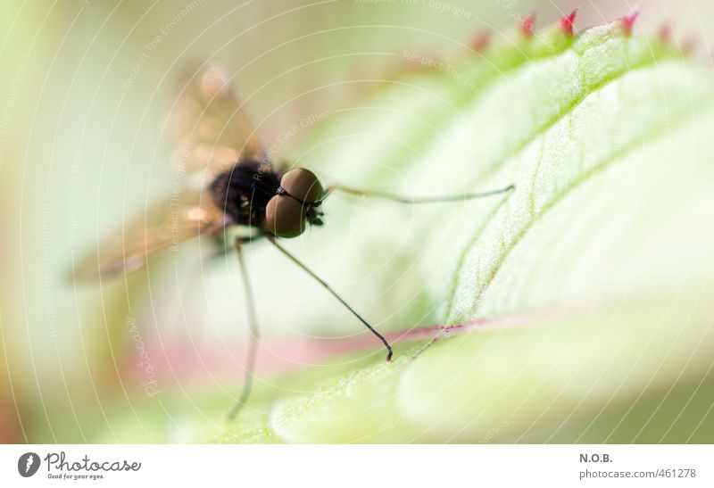 Facettenreich Frühling Sommer Pflanze Blatt Tier Wildtier Fliege 1 Blick gold grün Natur Facettenauge Farbfoto Außenaufnahme Makroaufnahme Menschenleer