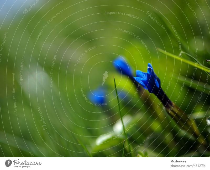 Das blühende Leben Umwelt Natur Landschaft Pflanze Sommer Schönes Wetter Gras Blatt Blüte Wildpflanze exotisch Wiese Berge u. Gebirge Blühend leuchten Wachstum