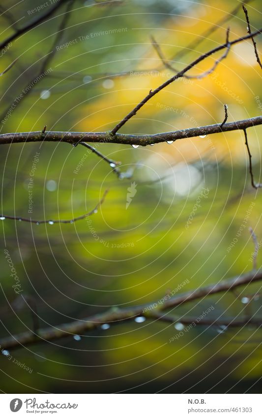 Nass aber lebendig Natur Tier Wassertropfen Herbst Wetter schlechtes Wetter Ast Garten Park Wald frisch nass trist gelb grün trösten Gelassenheit ruhig Leben