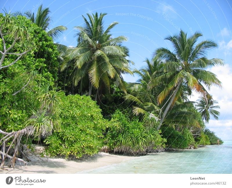 Strand Vilamendhoo Palme Malediven Insel