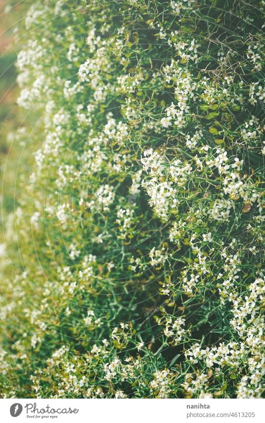 Schöner Hintergrund von kleinen weißen Blumen blumen wenig geblümt Filter altehrwürdig vsco schön Schönheit Schönheit in der Natur Oberfläche Muster Bild