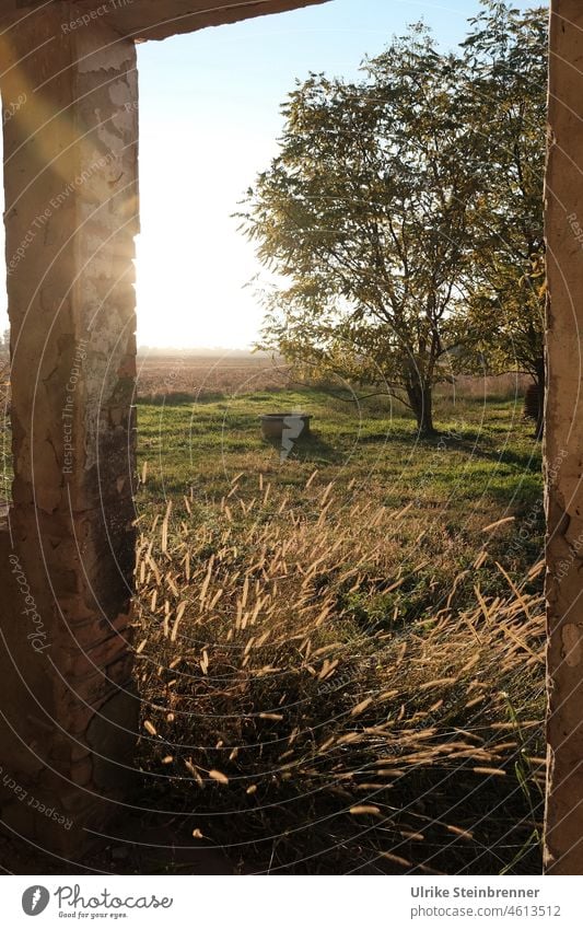 Abendstimmung auf verlassenem Bauernhof mit Brunnen Tür Sonnenuntergang Feld Baum Sonnenstrahlen Ungarn Landwirtschaft Gehöft Gras alt Wiese ländlich