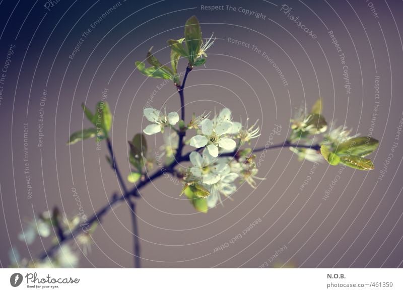 Kirschblütenartig Natur Pflanze Frühling Blatt Blüte Ast Garten Park Blühend Duft ästhetisch grün violett weiß Frühlingsgefühle Lebensfreude Farbfoto