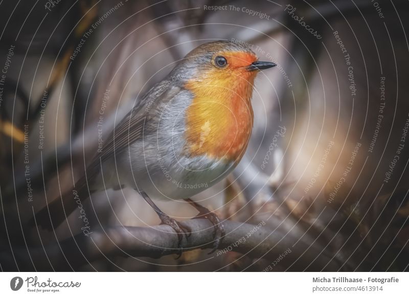 Rotkehlchen im Abendlicht Erithacus rubecula Tiergesicht Kopf Schnabel Auge Feder gefiedert Flügel Vogel Wildtier Sonnenlicht Nahaufnahme leuchten