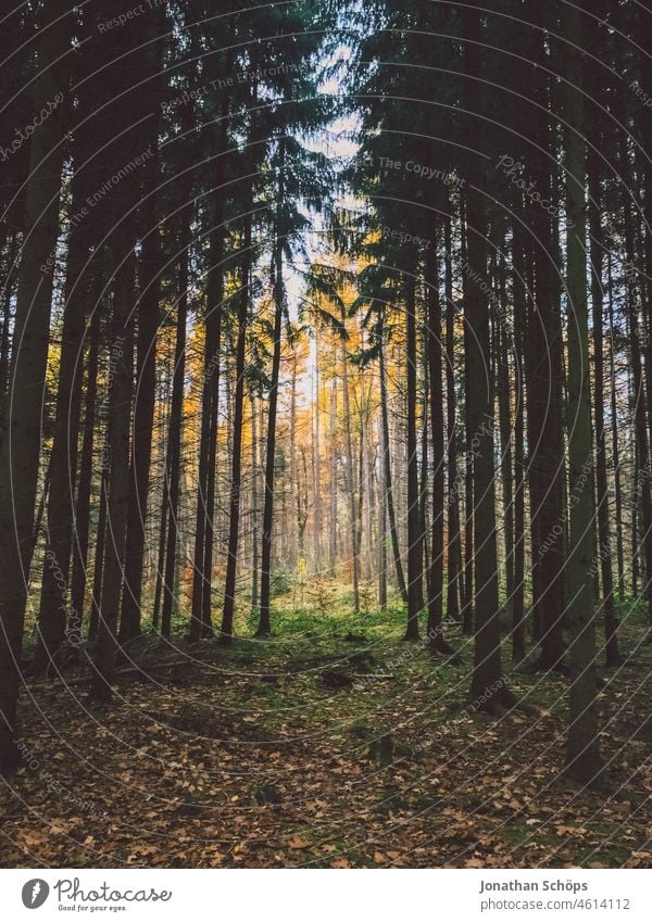 Nadelbäume Lichtung Waldweg im Herbst Tilt Effekt Laub Weg Wege & Pfade Natur Bäume Baum Umwelt Spaziergang Menschenleer Außenaufnahme Erholung Landschaft