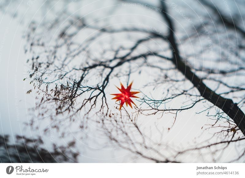 Weihnachtsstern im kahlen Baum im Winter trüb trüber Himmel rot leuchten Herrnhuter Stern Äste Tilt Unschärfe Bokeh Weihnachten hängen Deko Außendekoration