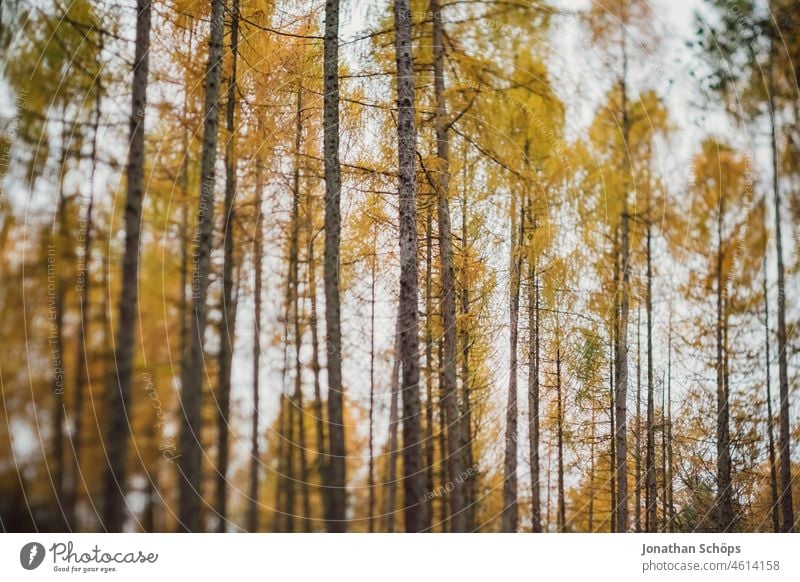 Bäume im Wald Tilt Unschärfe Mischwald waldgebiet Waldspaziergang natur landschaft Natur Baum Umwelt Außenaufnahme Menschenleer Waldstimmung grün Landschaft