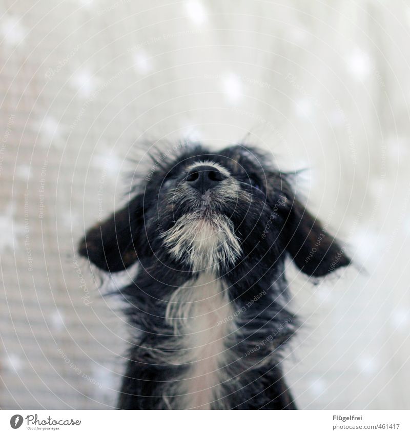 Ich wünsche mir ... Haustier Hund 1 Tier beobachten Stern Muster Blick nach oben Welpe träumen Schnauze Ohr Fell Denken Weihnachten & Advent Wunsch