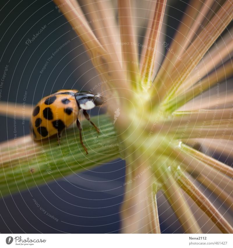 Na toll... und jetzt wohin? Umwelt Natur Tier Sommer Pflanze Blüte Garten Park Wiese Feld Käfer 1 beobachten Denken krabbeln klein klug Neugier Entscheidung