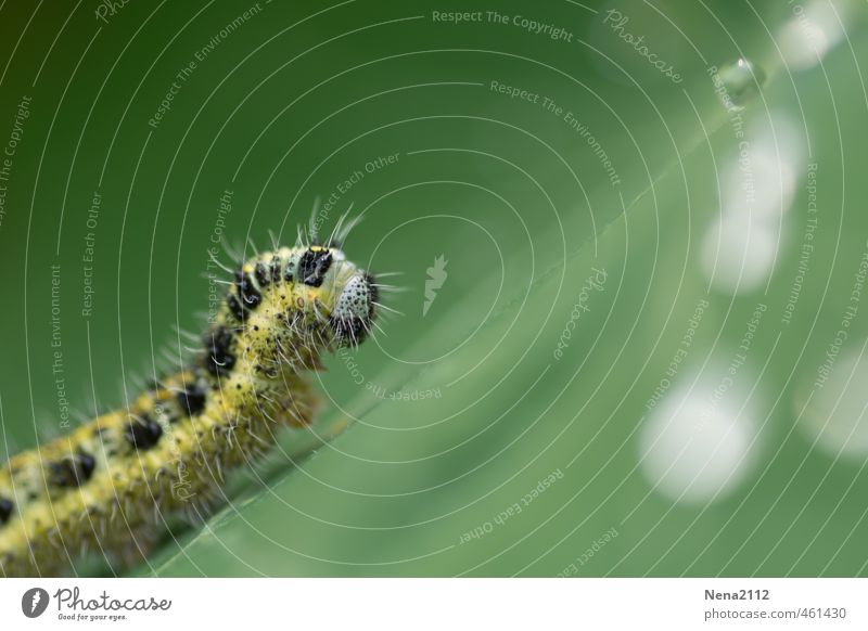 Die Raupe und der Wassertropf Umwelt Natur Tier Luft Schönes Wetter schlechtes Wetter Pflanze Blatt Garten Park Wiese Wald krabbeln hoch gelb grün Wassertropfen