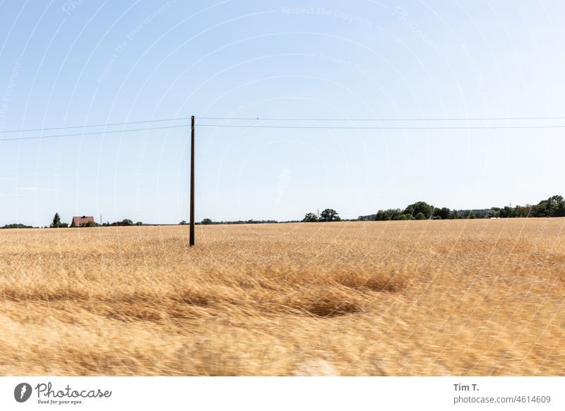 eine Strom Oberleitung führt über ein sommerliches Feld . Am Horizont sind ein Dach und Bäume zu sehen. Brandenburg Sommer Landschaft Himmel Außenaufnahme