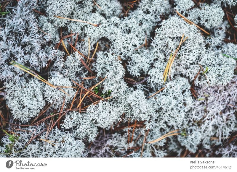 Muster aus hellgrünem Moos mit Tannennadeln abstrakt Herbst herbstlich Hintergrund schön Schönheit braun Teppich Nahaufnahme Farbe farbenfroh Detailaufnahme