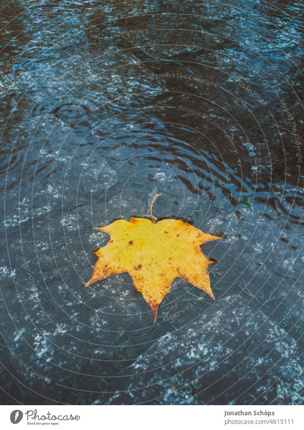 gelbes Ahornblatt in Pfütze bei Regen im Herbst Herbstfarben Kontrast Komlemetärfarben Blatt Laub Steine Straße Pflastersteine kalt nass feucht Regentropfen