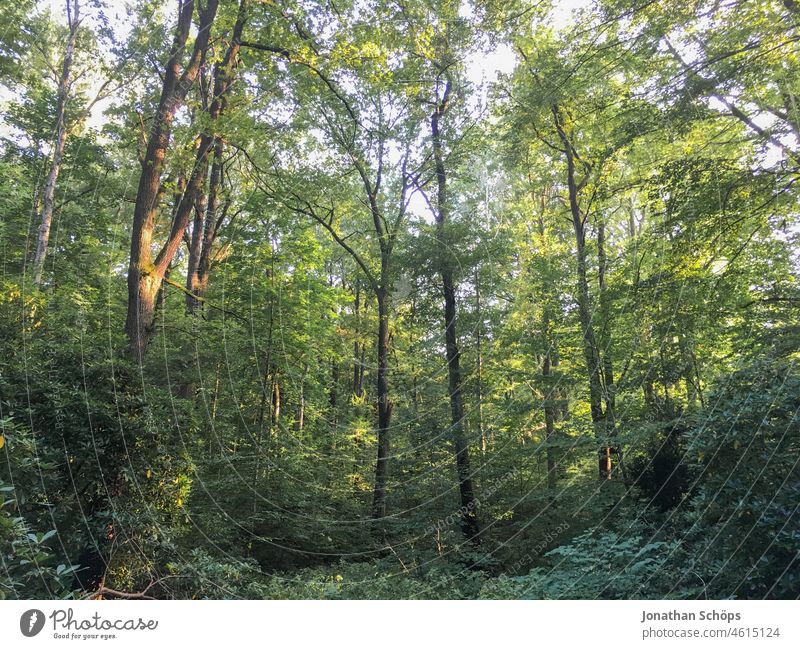 Bäume im Wald Mischwald Laubwald waldgebiet Waldspaziergang natur landschaft Natur Baum Umwelt Außenaufnahme Menschenleer Waldstimmung grün Landschaft