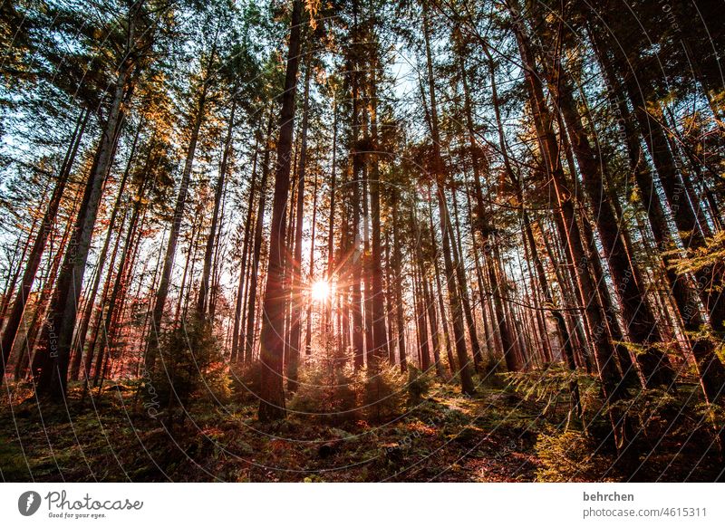 SONNtag Nadelwald Herbstfärbung Herbstwald Blätter Sonne Idylle Herbstwetter Herbstlandschaft herbstspaziergang Sonnenstrahlen herbstlich Herbststimmung