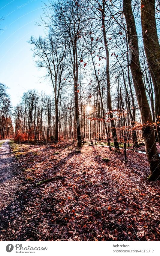 schattenwurf Schatten schön Sonnenlicht Wege & Pfade Märchenhaft verträumt Sonnenstern Gegenlicht Hoffnung fallende Blätter Kontrast fantastisch Fußweg Farbfoto