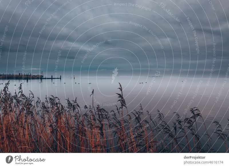 Wolkiger Tag mit Schilf in Friesland Schilfgras Schilfrohr gefroren Eis Sonnenaufgang Küste Winter friesland Niederlande Baumstamm Silhouette Muster