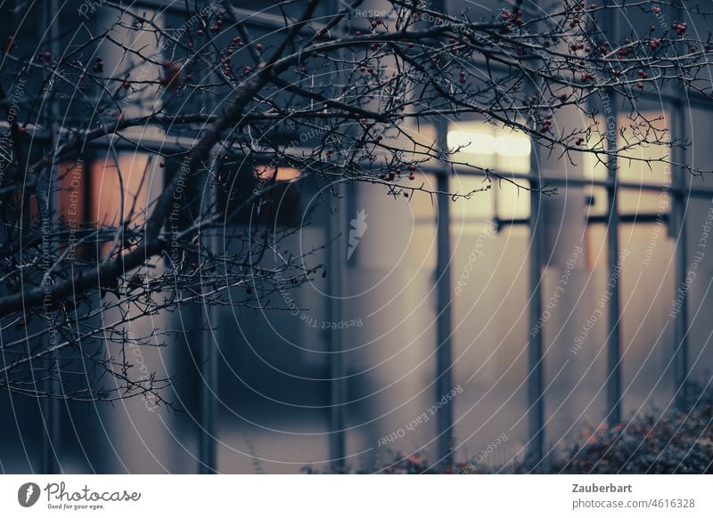 Zweige vor den Scheiben eines Gebäudes mit Säulen Glas Perspektive Film abends Licht Ast Fenster Fensterflucht Glasfassade stimmungsvoll still Lichtstimmung