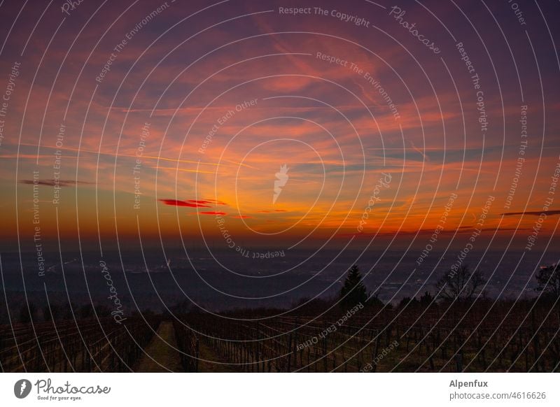 Wein am Abend Abendstimmung Sonnenuntergang Abenddämmerung Weinberg Himmel Natur Außenaufnahme Landschaft Menschenleer Dämmerung Farbfoto Silhouette Wolken