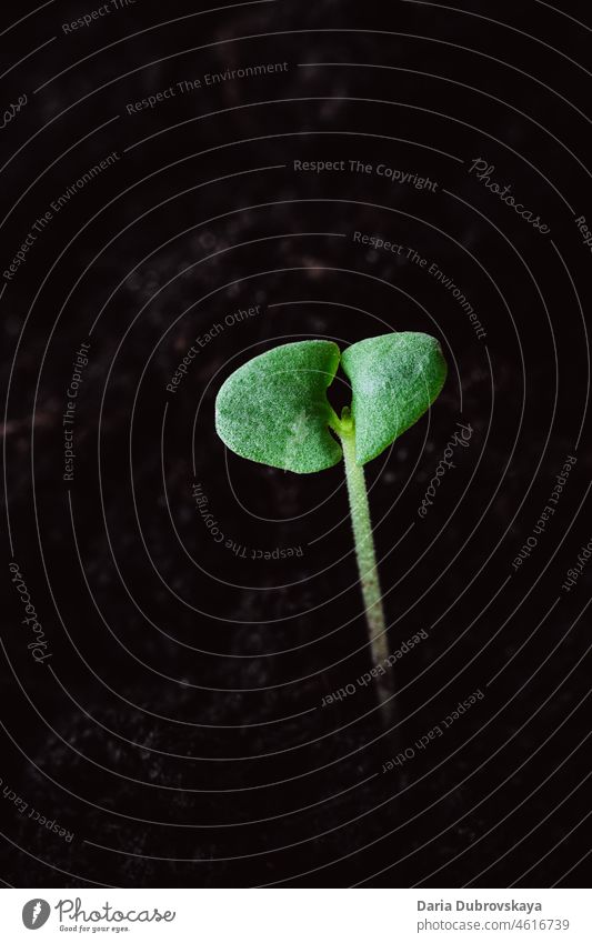 junge grüne Sprosse frisch Zerbrechlichkeit Vorbau Textfreiraum wachsen Keimling Pflege klein Beginn Samen Gartenarbeit Konzept Boden Leben Ackerbau Frühling