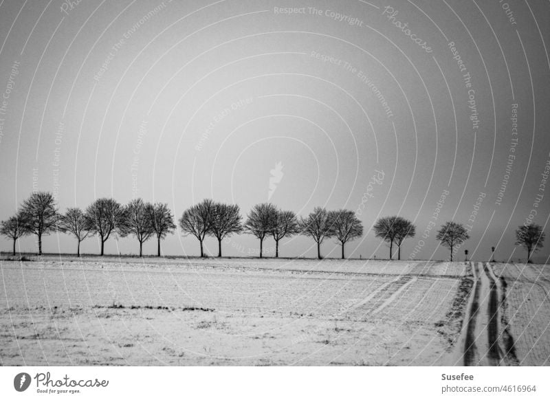 Schwarzweiß-Bild einer Baumreihe an einer Landstraße im Winter mit Schnee Bäume Straße Kahl Ländlich Kalt Menschenleer Landschaft Weg Wege Spuren Wetter Grau