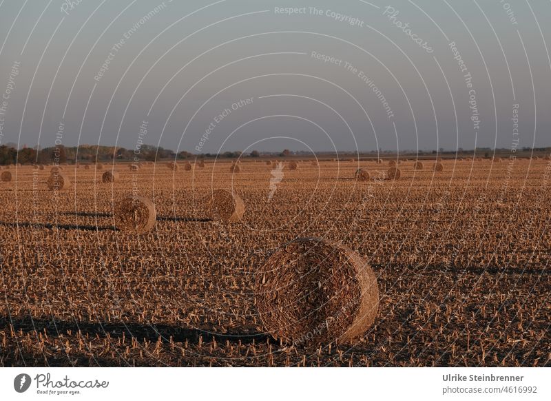 Abendstimmung auf abgeerntetem ungarischen Getreidefeld mit Strohballen Heuballen Feld Landwirtschaft Ernte Sonnenuntergang Stoppelfeld Herbst Ungarn Natur