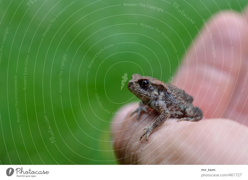 Vor dem Sprung Garten Haut Hand Natur Tier Wildtier Frosch 1 Tierjunges berühren krabbeln tragen klein natürlich niedlich weich grün Tierliebe Umwelt Farbfoto