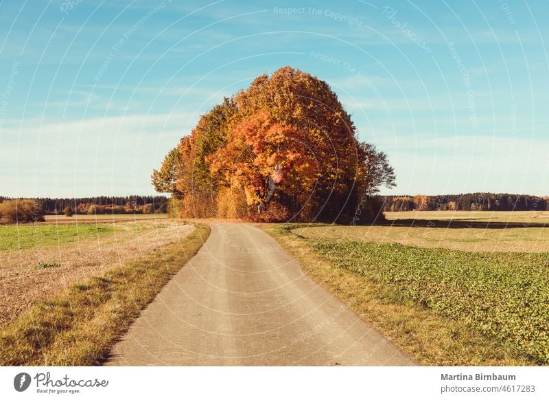 Goldener Herbst Baumgruppe zwischen Feldern in Bayern, Deutschland fallen golden der Weg nach vorn Landschaft Natur Park Straße reisen im Freien Tourismus Alpen