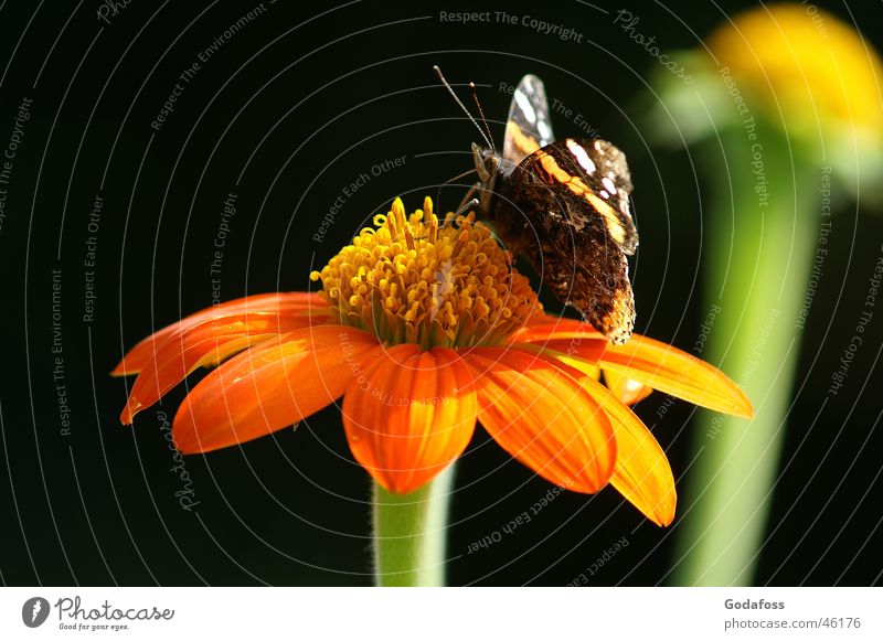 Gib mir deinen Saft Blume Schmetterling Blüte