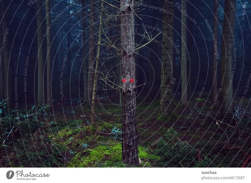 Baumgeist Wald Augen Gesicht rot Geist lebendig Gespenst unheimlich märchenhaft Natur dunkel gruselig geheimnisvoll mystisch kalt Einsamkeit Winter Angst