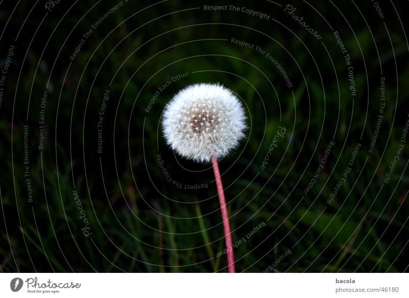 jetzt bloß nicht niesen Löwenzahn Blume ruhig Windstille Samen flower