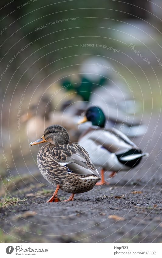 Stockenten am Ufer Ente Entenvögel Vogel Vögel Wasser Wassergeflügel Geflügel Tier Natur Farbfoto Menschenleer Außenaufnahme Wildtier Teich niedlich Tierwelt