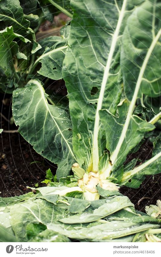 Kohl - frisches Bio-Gemüse Ackerbau Biografie Blütezeit züchten Zucht kontrollierte Landwirtschaft Netzbeutel aus Baumwolle Baumwollnetz Zucchini