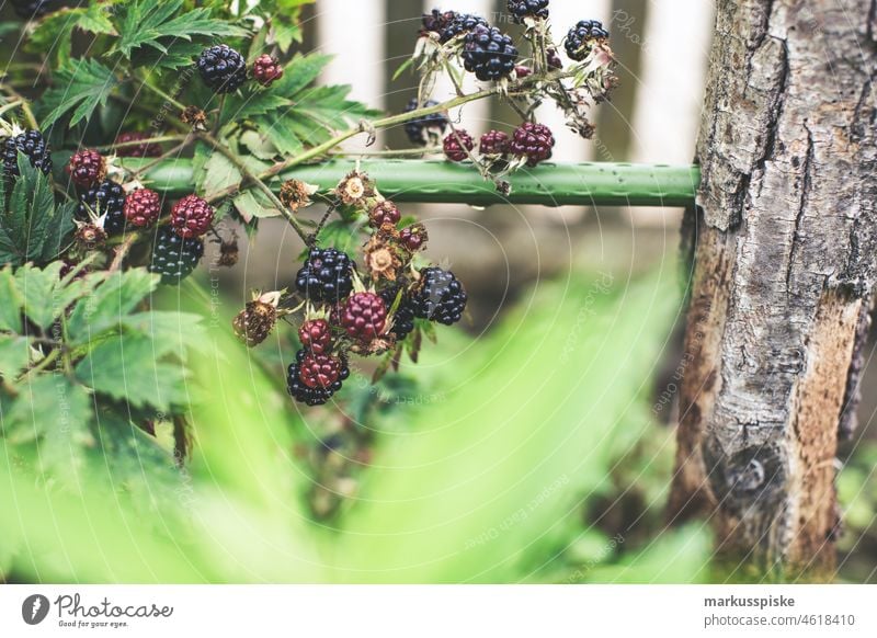 frische Biofrüchte - Himbeeren - Selbstversorgung Urban Gardening Ackerbau Biografie Blütezeit züchten Zucht kontrollierte Landwirtschaft