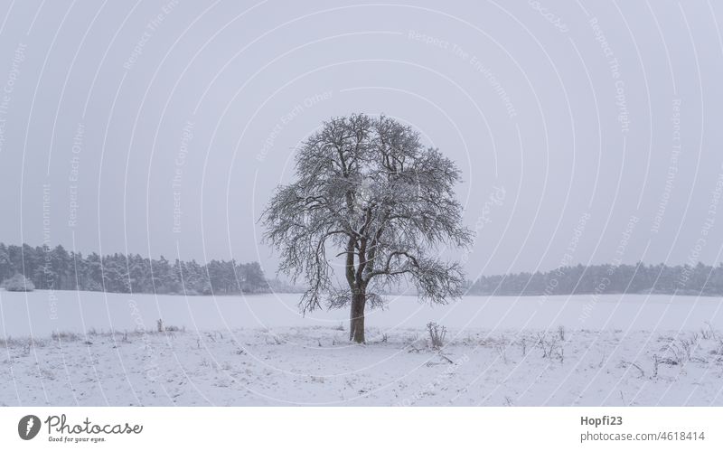 Ein Fogy-Wintertag Schnee kalt weiß Schneelandschaft Landschaft Frost Winterlandschaft Baum Wald Winterspaziergang Natur Wetter Winterwald Jahreszeiten Bäume