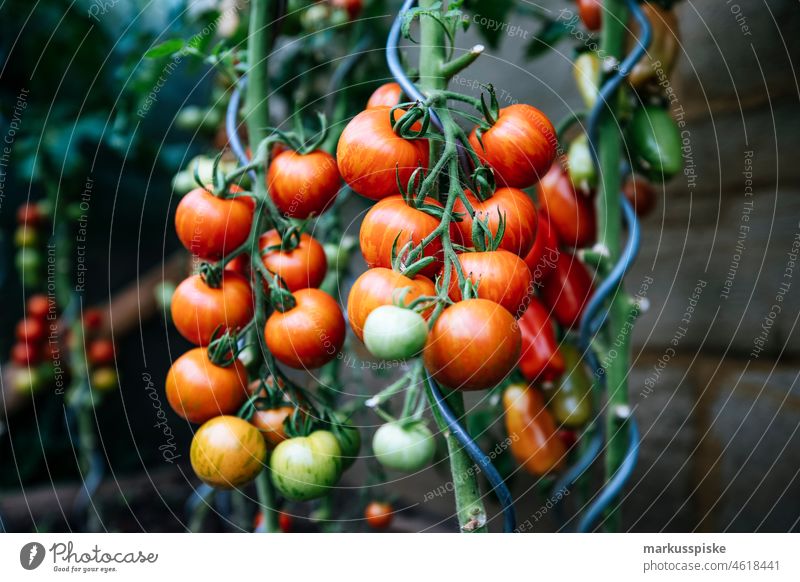 frische Tomaten Bio-Gemüse Selbstversorgung Urban Gardening Ackerbau Biografie Blütezeit züchten Zucht kontrollierte Landwirtschaft Netzbeutel aus Baumwolle