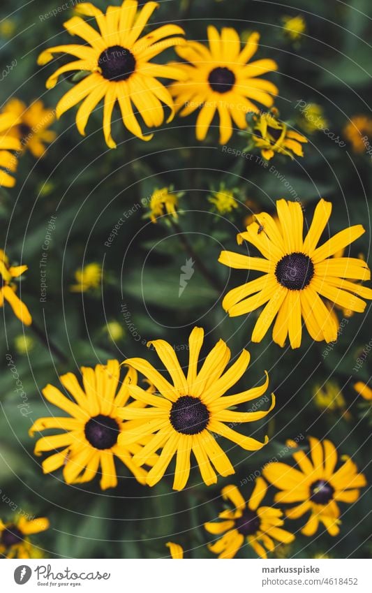 Flowers blossoms in spring beautiful beauty blaze of color bloom bokeh bright brown bunch closeup colorful colors colour countryside fantasy flora floral