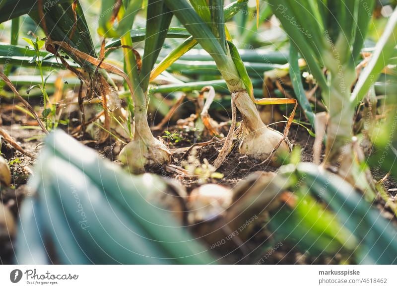 Zwiebeln - frisches Bio-Gemüse Ackerbau Biografie Blütezeit züchten Zucht kontrollierte Landwirtschaft Netzbeutel aus Baumwolle Baumwollnetz Zucchini