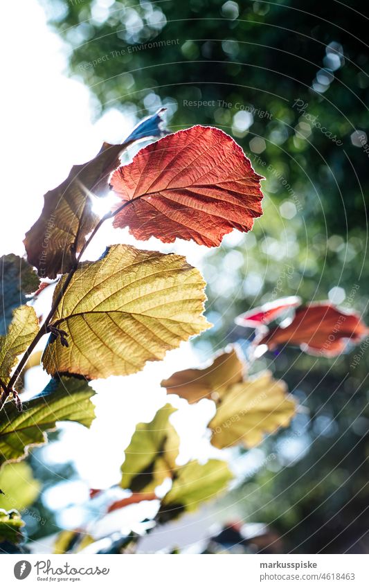 Bunte Herbstblätter mit Bokeh schön Blütezeit hell braun Haufen Nahaufnahme kalt farbenfroh Landschaft Kristalle fallen Phantasie Flora geblümt Blume Blumen