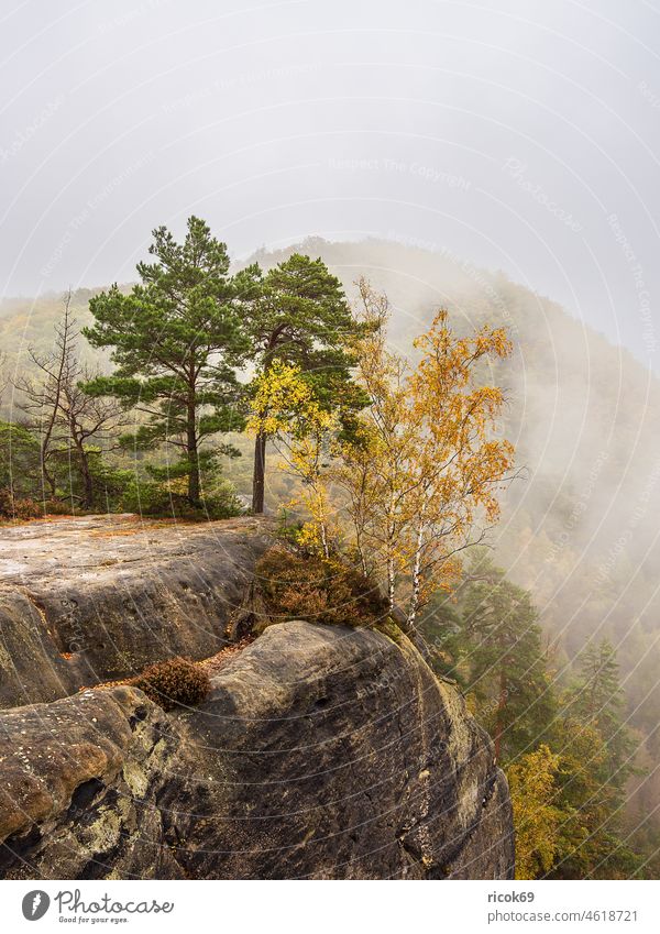 Blick auf Felsen und herbstliche Bäume in der Sächsischen Schweiz Sächsische Schweiz Elbsandsteingebirge Baum Wald Sachsen Natur Landschaft Herbst Berg Gebirge